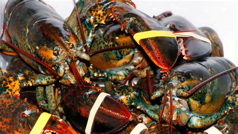 alluc the lobster|The Lobster .